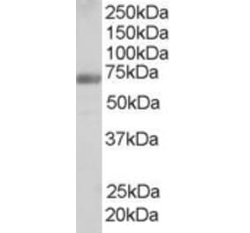 Western Blot - Anti-FBP17 Antibody (A84042) - Antibodies.com