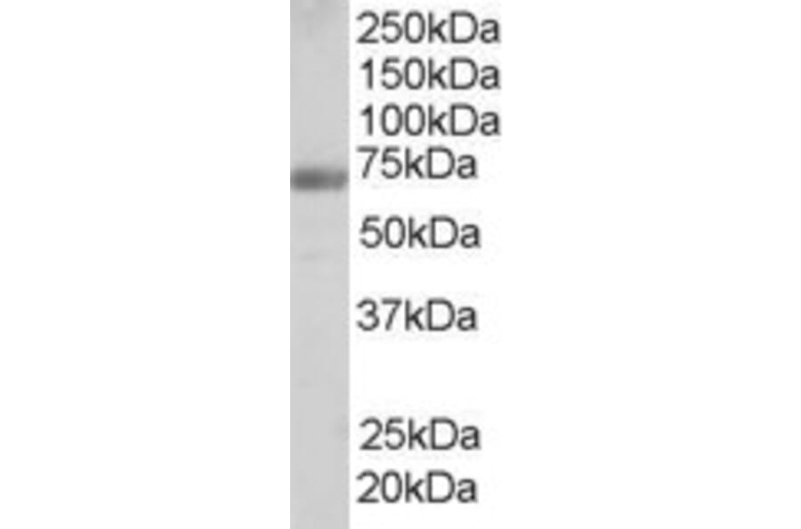 Western Blot - Anti-FBP17 Antibody (A84042) - Antibodies.com