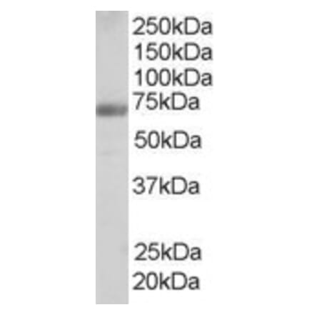 Western Blot - Anti-FBP17 Antibody (A84042) - Antibodies.com