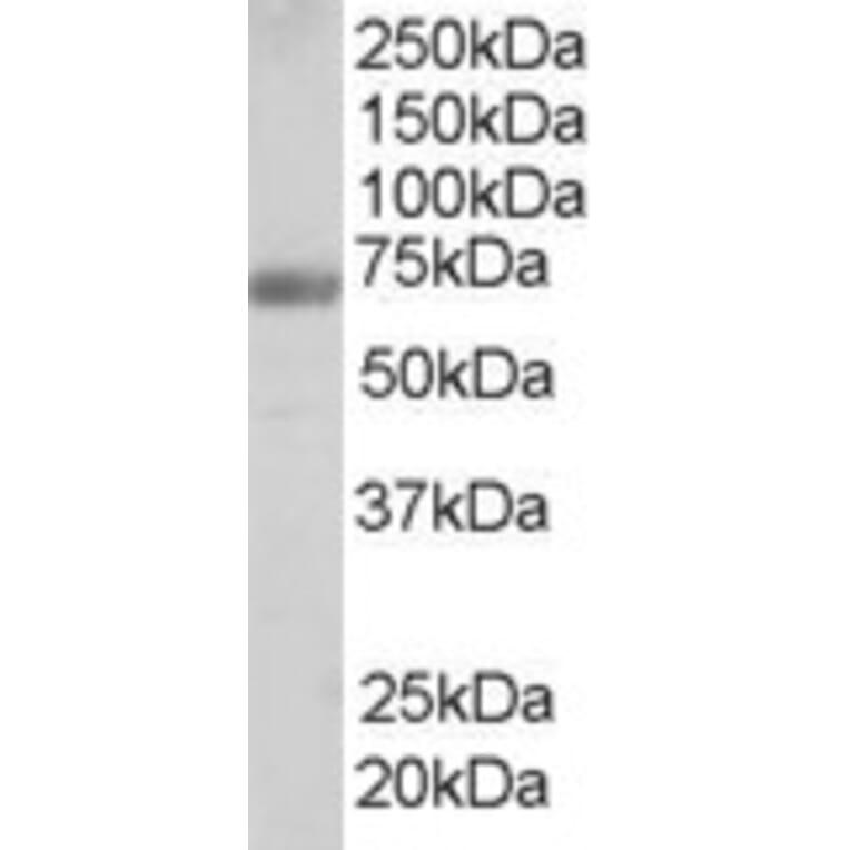 Western Blot - Anti-FBP17 Antibody (A84042) - Antibodies.com