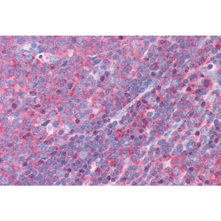 Immunohistochemistry - Anti-FBP17 Antibody (A84042) - Antibodies.com