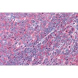 Immunohistochemistry - Anti-FBP17 Antibody (A84042) - Antibodies.com