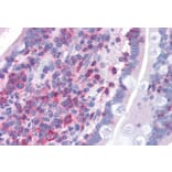 Immunohistochemistry - Anti-FBP17 Antibody (A84042) - Antibodies.com
