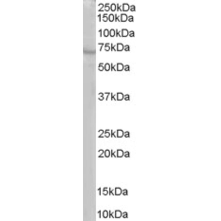 Western Blot - Anti-RIC8A Antibody (A84046) - Antibodies.com