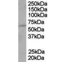 Western Blot - Anti-PTEN Antibody (A84047) - Antibodies.com