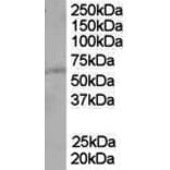 Western Blot - Anti-PTEN Antibody (A84047) - Antibodies.com