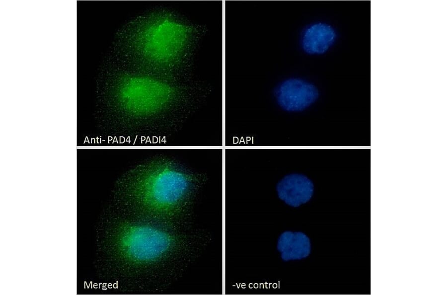 Immunofluorescence - Anti-PADI4/PAD4 Antibody (A84048) - Antibodies.com