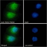 Immunofluorescence - Anti-PADI4/PAD4 Antibody (A84048) - Antibodies.com