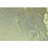 Immunohistochemistry - Anti-PADI4/PAD4 Antibody (A84048) - Antibodies.com