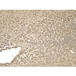 Immunohistochemistry - Anti-VMAT2 Antibody (A84050) - Antibodies.com