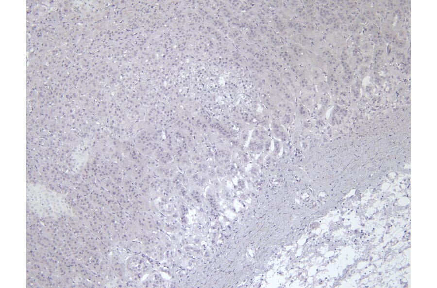 Immunohistochemistry - Anti-VMAT2 Antibody (A84050) - Antibodies.com