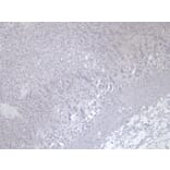 Immunohistochemistry - Anti-VMAT2 Antibody (A84050) - Antibodies.com