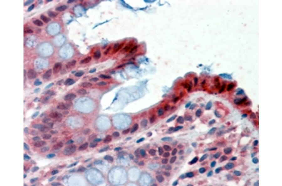 Immunohistochemistry - Anti-15PGDH Antibody (A84052) - Antibodies.com