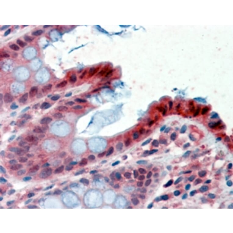Immunohistochemistry - Anti-15PGDH Antibody (A84052) - Antibodies.com