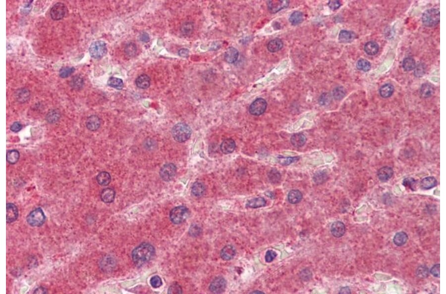 Immunohistochemistry - Anti-15PGDH Antibody (A84052) - Antibodies.com