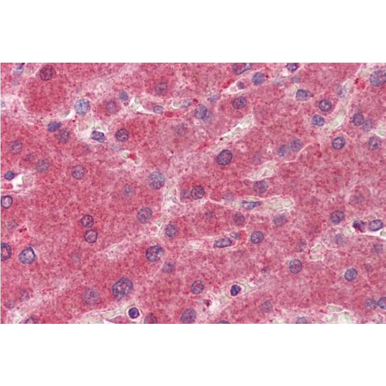 Immunohistochemistry - Anti-15PGDH Antibody (A84052) - Antibodies.com
