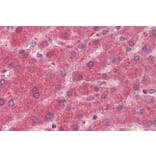 Immunohistochemistry - Anti-15PGDH Antibody (A84052) - Antibodies.com