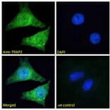 Immunofluorescence - Anti-Proteasome 26S S2 Antibody (A84053) - Antibodies.com