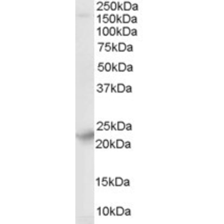Western Blot - Anti-SYNGR4 Antibody (A84055) - Antibodies.com