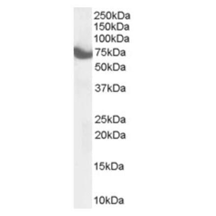 Western Blot - Anti-HIP14 Antibody (A84057) - Antibodies.com