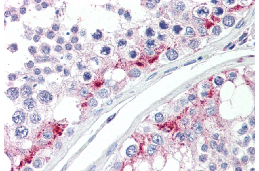 Immunohistochemistry - Anti-HIP14 Antibody (A84057) - Antibodies.com