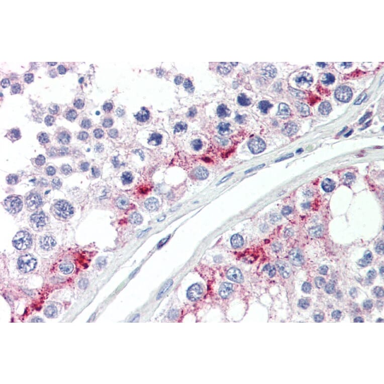 Immunohistochemistry - Anti-HIP14 Antibody (A84057) - Antibodies.com