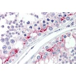 Immunohistochemistry - Anti-HIP14 Antibody (A84057) - Antibodies.com