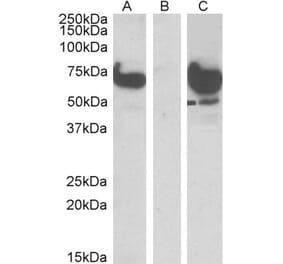 Western Blot - Anti-EPM2AIP1 Antibody (A84058) - Antibodies.com