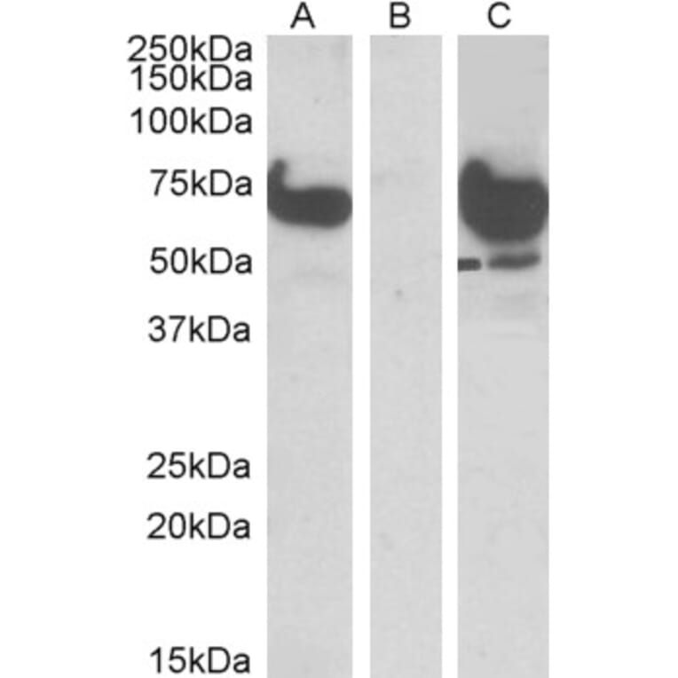 Western Blot - Anti-EPM2AIP1 Antibody (A84058) - Antibodies.com