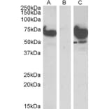 Western Blot - Anti-EPM2AIP1 Antibody (A84058) - Antibodies.com