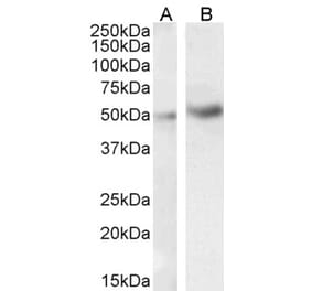 Western Blot - Anti-IRAK4 Antibody (A84059) - Antibodies.com