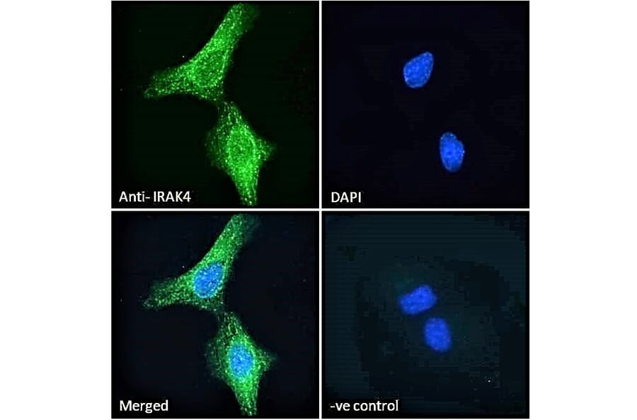 Immunofluorescence - Anti-IRAK4 Antibody (A84059) - Antibodies.com