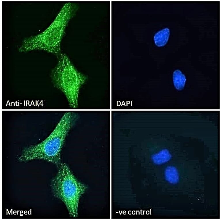 Immunofluorescence - Anti-IRAK4 Antibody (A84059) - Antibodies.com