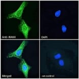 Immunofluorescence - Anti-IRAK4 Antibody (A84059) - Antibodies.com