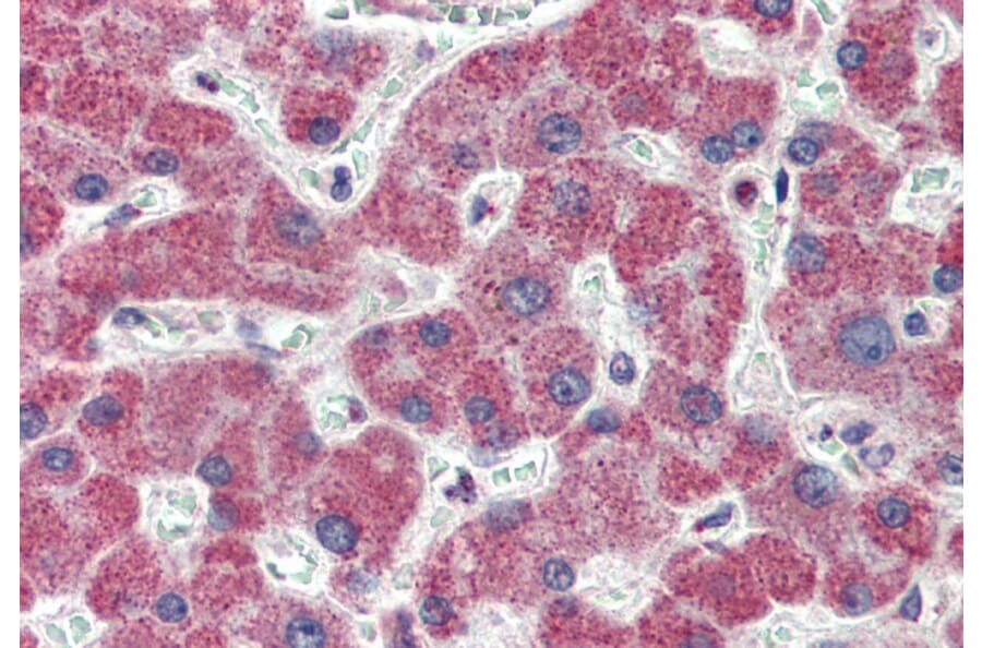 Immunohistochemistry - Anti-IRAK4 Antibody (A84059) - Antibodies.com