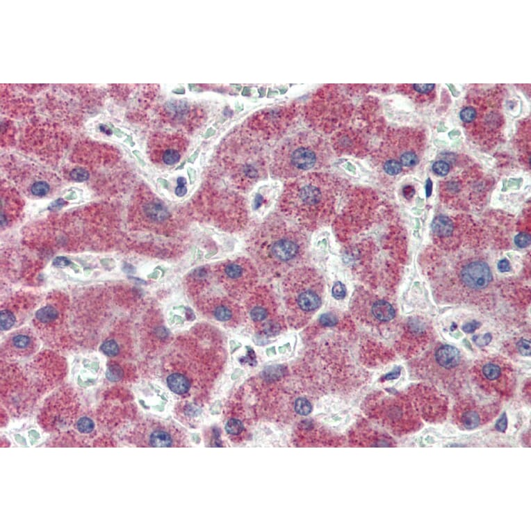 Immunohistochemistry - Anti-IRAK4 Antibody (A84059) - Antibodies.com