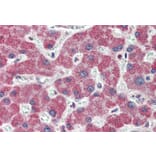 Immunohistochemistry - Anti-IRAK4 Antibody (A84059) - Antibodies.com