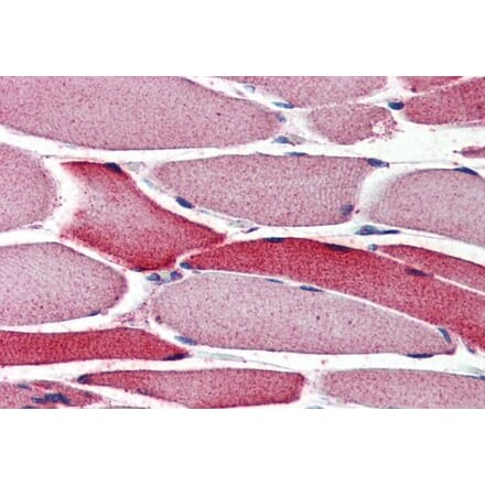 Immunohistochemistry - Anti-AMID Antibody (A84061) - Antibodies.com