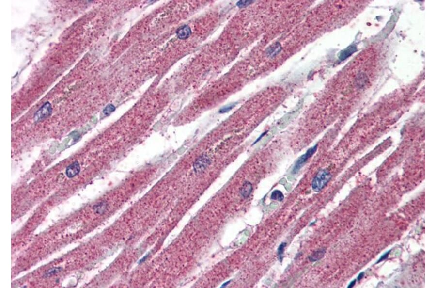 Immunohistochemistry - Anti-AMID Antibody (A84061) - Antibodies.com