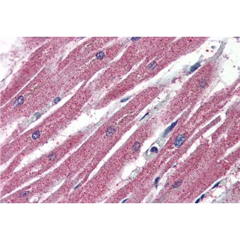 Immunohistochemistry - Anti-AMID Antibody (A84061) - Antibodies.com