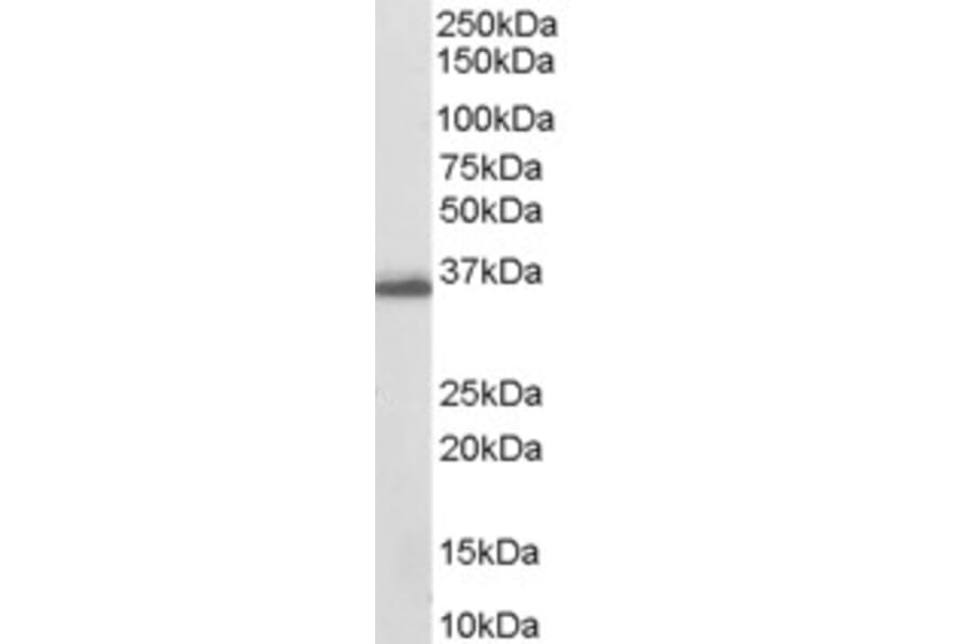 Western Blot - Anti-AKR1C3 Antibody (A84062) - Antibodies.com