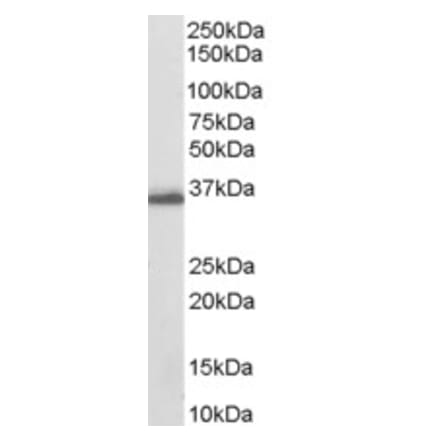 Western Blot - Anti-AKR1C3 Antibody (A84062) - Antibodies.com