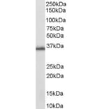 Western Blot - Anti-AKR1C3 Antibody (A84062) - Antibodies.com