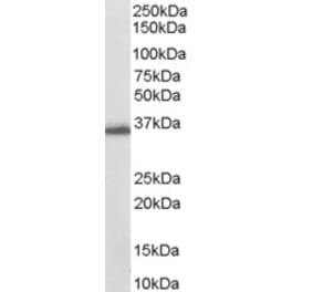 Western Blot - Anti-AKR1C3 Antibody (A84062) - Antibodies.com