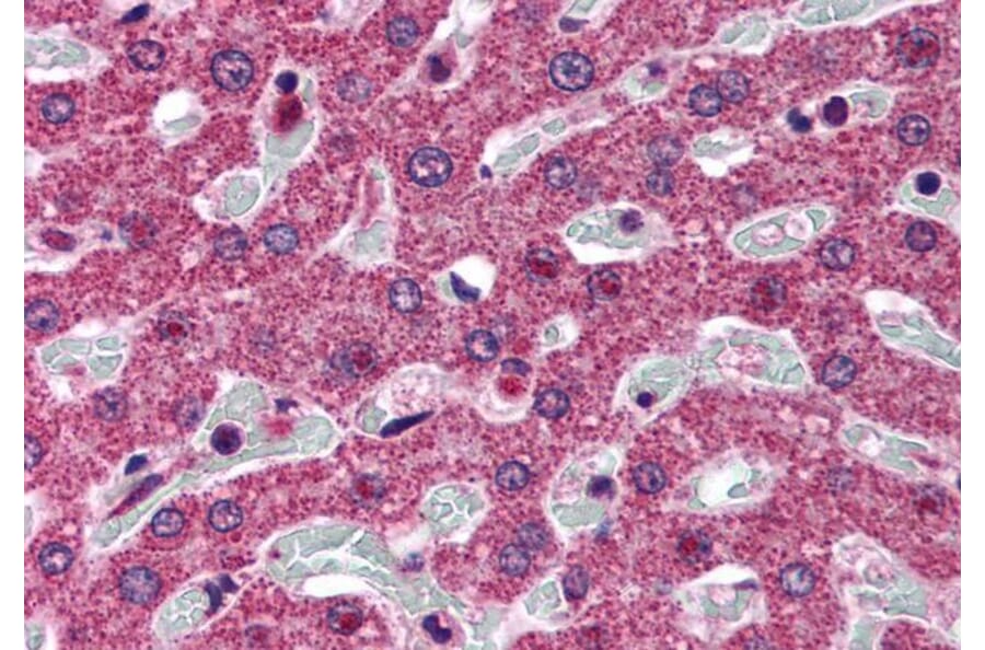 Immunohistochemistry - Anti-SRD5A1 Antibody (A84063) - Antibodies.com
