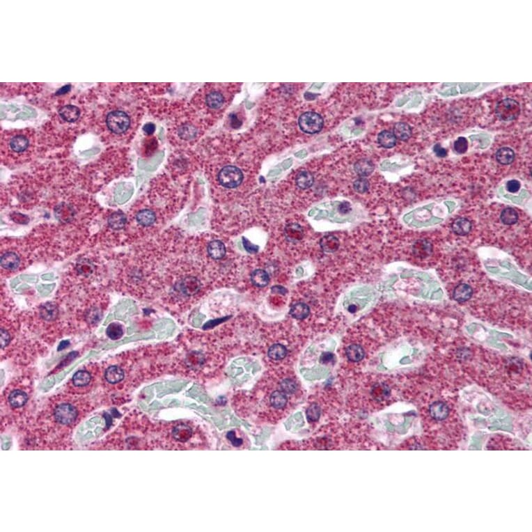 Immunohistochemistry - Anti-SRD5A1 Antibody (A84063) - Antibodies.com