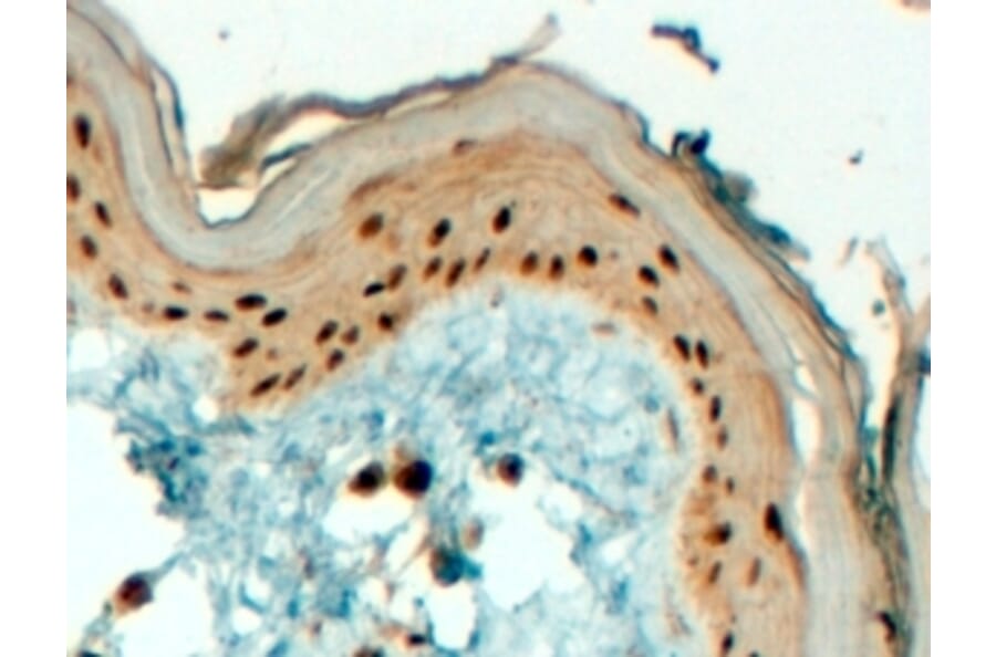 Immunohistochemistry - Anti-AP2 gamma/TFAP2C Antibody (A84066) - Antibodies.com