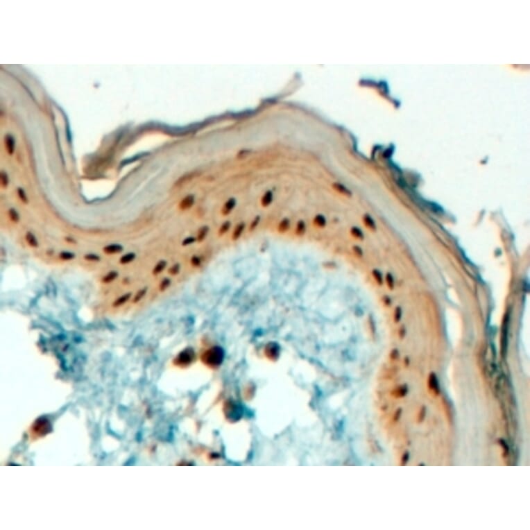 Immunohistochemistry - Anti-AP2 gamma/TFAP2C Antibody (A84066) - Antibodies.com