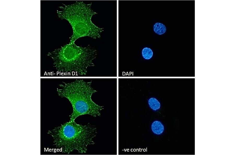 Immunofluorescence - Anti-Plexin D1 Antibody (A84067) - Antibodies.com