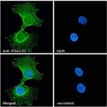 Immunofluorescence - Anti-Plexin D1 Antibody (A84067) - Antibodies.com